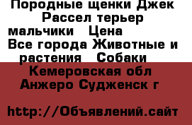 Породные щенки Джек Рассел терьер-мальчики › Цена ­ 40 000 - Все города Животные и растения » Собаки   . Кемеровская обл.,Анжеро-Судженск г.